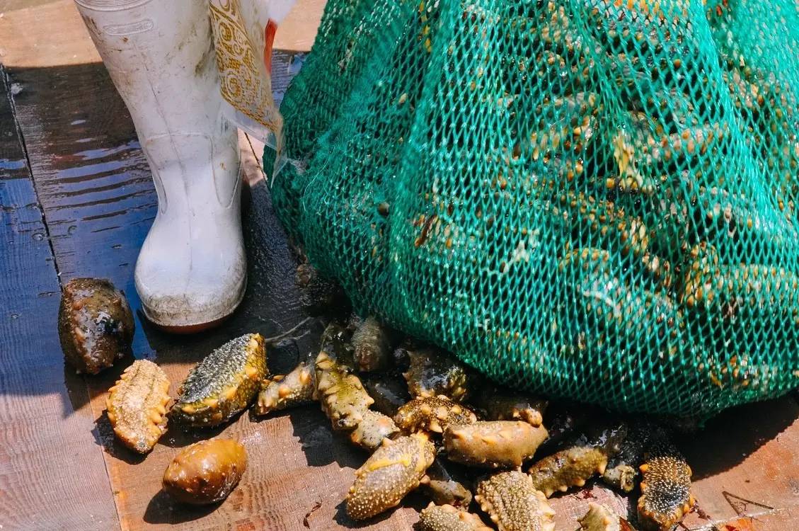 清新的蓝色有着大海的气息,如果蓝色