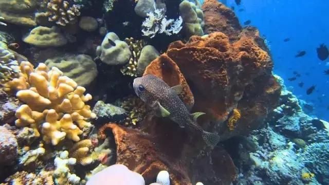 美娜多潜水在什么地方,潜水美娜多取景地