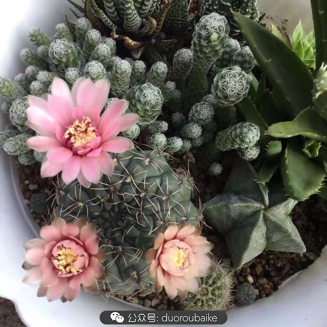 爱生活爱养花花卉绿植养护小知识,爱生活爱养花多肉植物养护小技巧