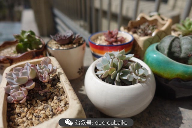 爱生活爱养花花卉绿植养护小知识,爱生活爱养花多肉植物养护小技巧