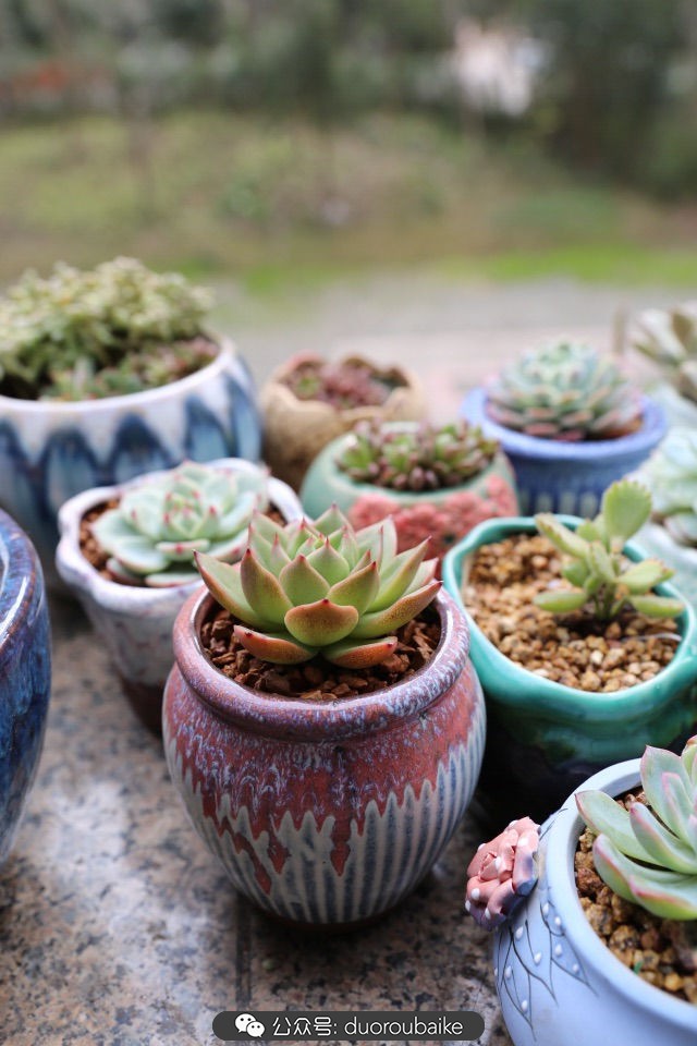 爱生活爱养花花卉绿植养护小知识,爱生活爱养花多肉植物养护小技巧