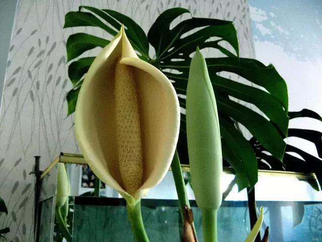 年宵花的危害,毒花观赏植物