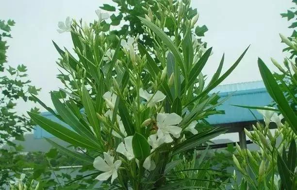 年宵花的危害,毒花观赏植物