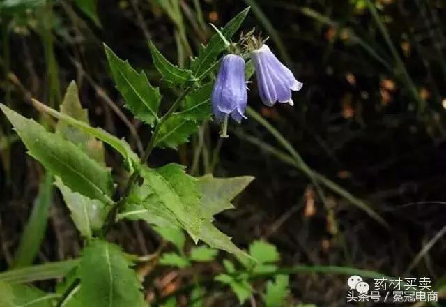 三分治，七分养！十大“健康”养肺中药，让你远离结核病！