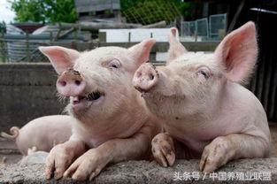猪只吃不长是什么原因,猪光吃不长怎么解决