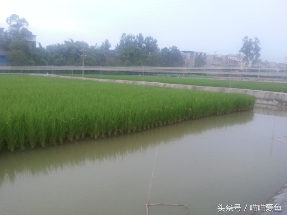 稻田套养黄鳝泥鳅技术,乌海稻田泥鳅养殖技术