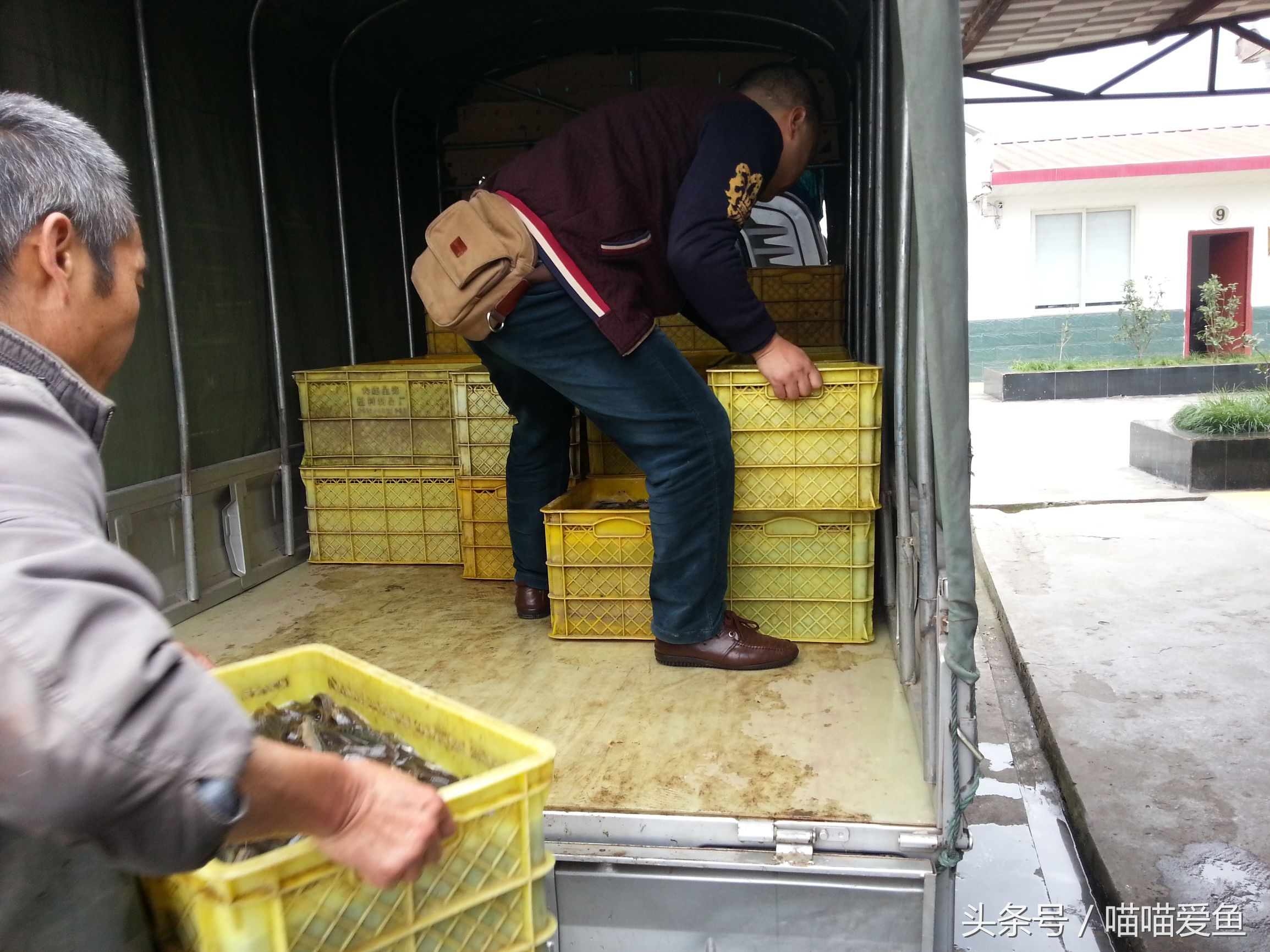 稻田套养黄鳝泥鳅技术,乌海稻田泥鳅养殖技术