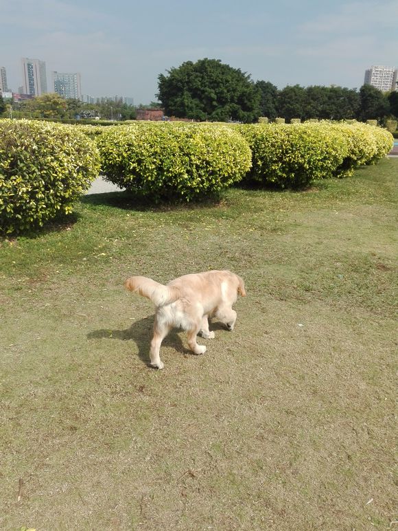 金毛挑食不吃狗粮只吃肉,五个月金毛喂米饭不吃狗粮