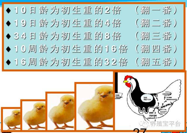 爱佳集团杨经理,杨文斌的养殖场