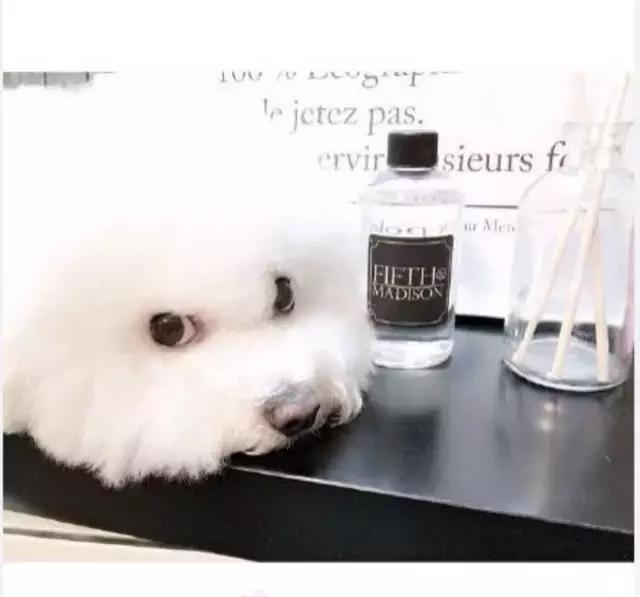 比熊犬呕吐拉血是什么原因,比熊犬吐未消化的狗粮还拉稀