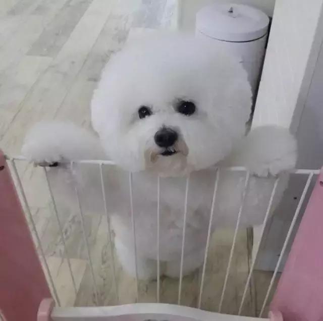 比熊犬呕吐拉血是什么原因,比熊犬吐未消化的狗粮还拉稀