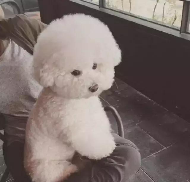 比熊犬呕吐拉血是什么原因,比熊犬吐未消化的狗粮还拉稀