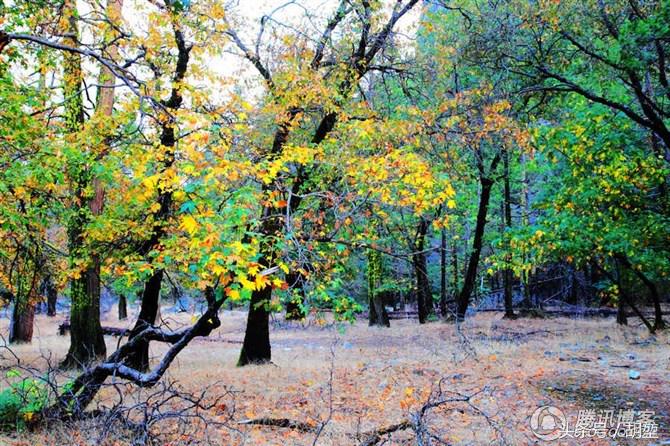 加利福尼亚美洲公园,加利福利亚国家公园