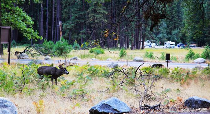 加利福尼亚美洲公园,加利福利亚国家公园