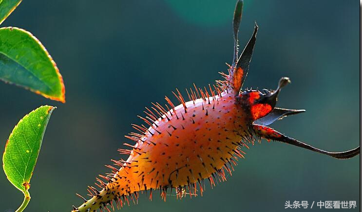 生吃糖罐子有什么功效,糖罐子有降糖功能吗