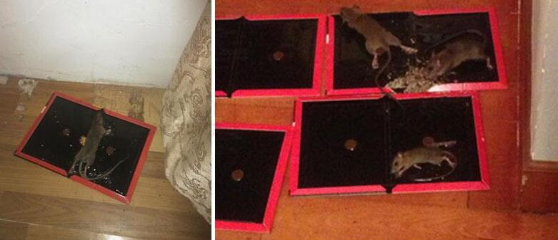 灭鼠家里面的老鼠的最好方法,农村冬天房子顶上有老鼠怎么办