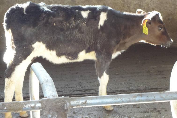 用心的犊牛管理者CRI国际兽医学博士——大卫L·布朗