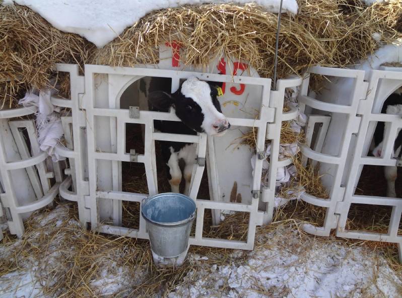 用心的犊牛管理者CRI国际兽医学博士——大卫L·布朗