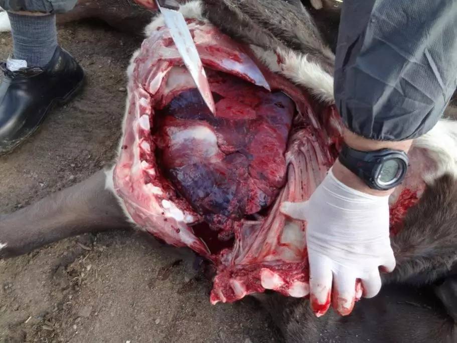 用心的犊牛管理者CRI国际兽医学博士——大卫L·布朗