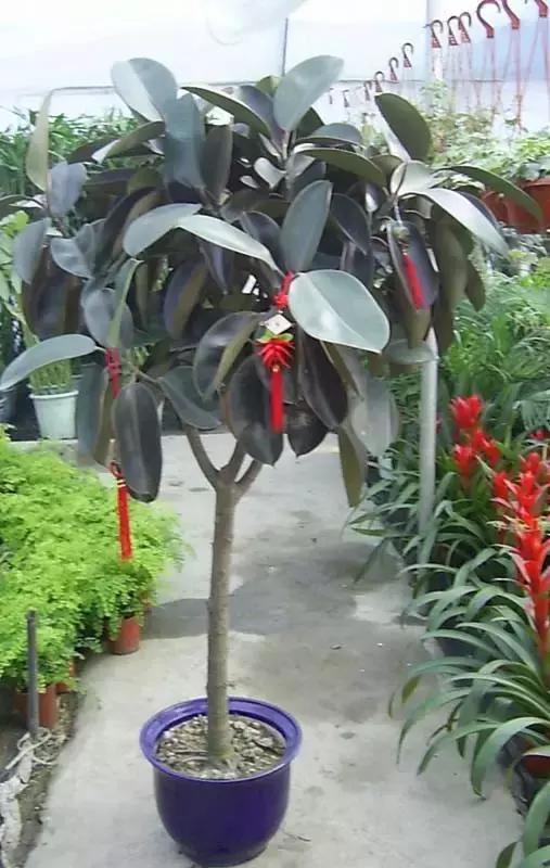 年宵花的危害,毒花观赏植物