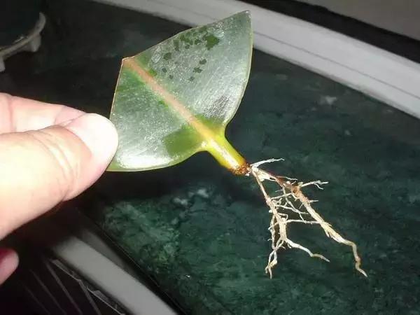 年宵花的危害,毒花观赏植物