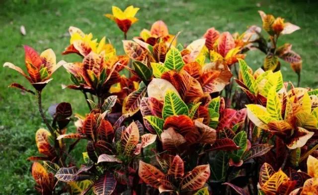 年宵花的危害,毒花观赏植物