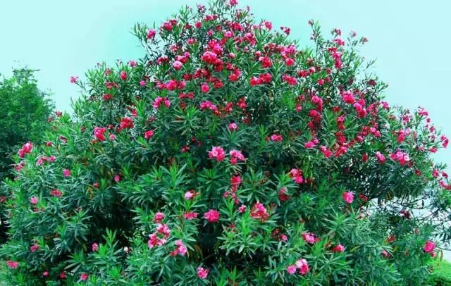 年宵花的危害,毒花观赏植物