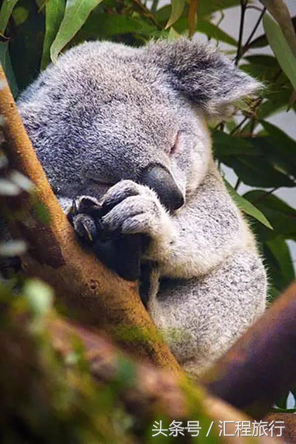 去澳大利亚可以去哪玩,去澳大利亚旅游必须去的地方