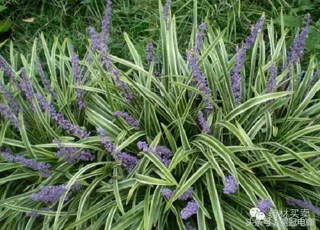 三分治，七分养！十大“健康”养肺中药，让你远离结核病！