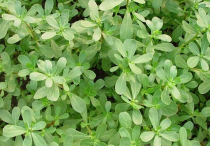 祖传秘方专治湿疹,治疗湿疹的中药很贵啊