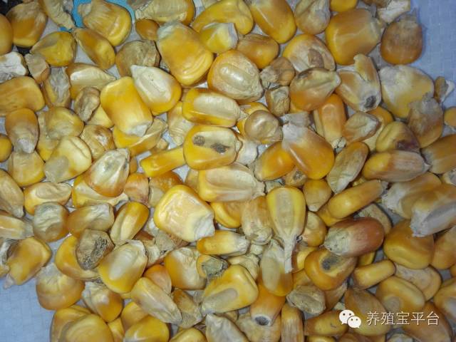 爱佳集团杨经理,杨文斌的养殖场