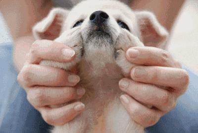 怎样知道家里的狗狗是串串 (怎么知道我家狗是什么串串)