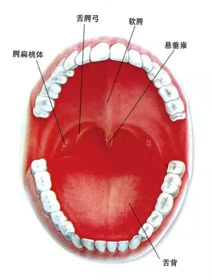 鹅鹅鹅鹅口疮,你需要知道这些