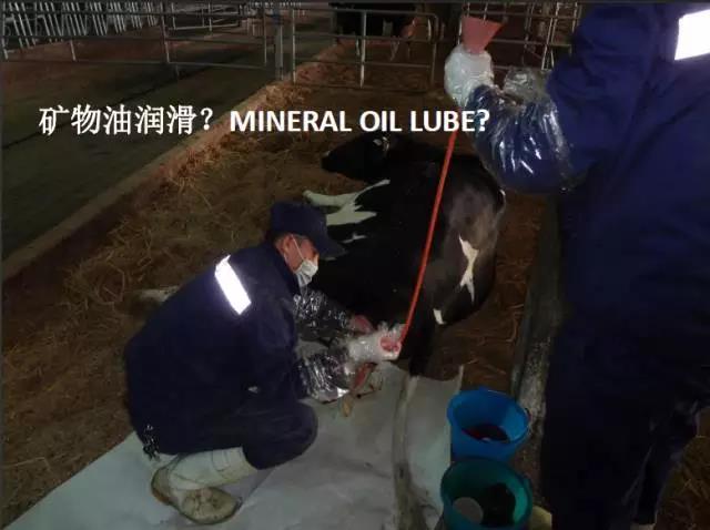 用心的犊牛管理者CRI国际兽医学博士——大卫L·布朗