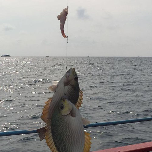 海钓风帆,风帆海钓