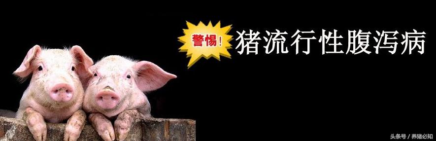 如何治疗猪病毒性拉稀,猪病毒性腹泻的症状及处理方法