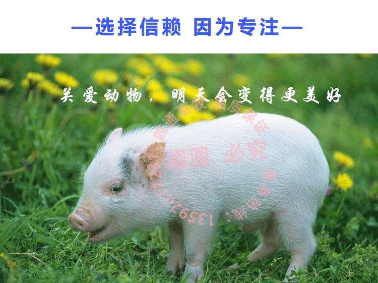 如何治疗猪病毒性拉稀,猪病毒性腹泻的症状及处理方法