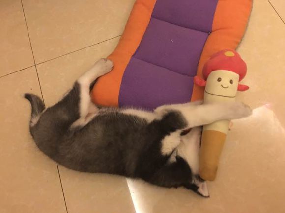 哈士奇的正确饲养方法有哪些,这才是哈士奇正确的打开方式