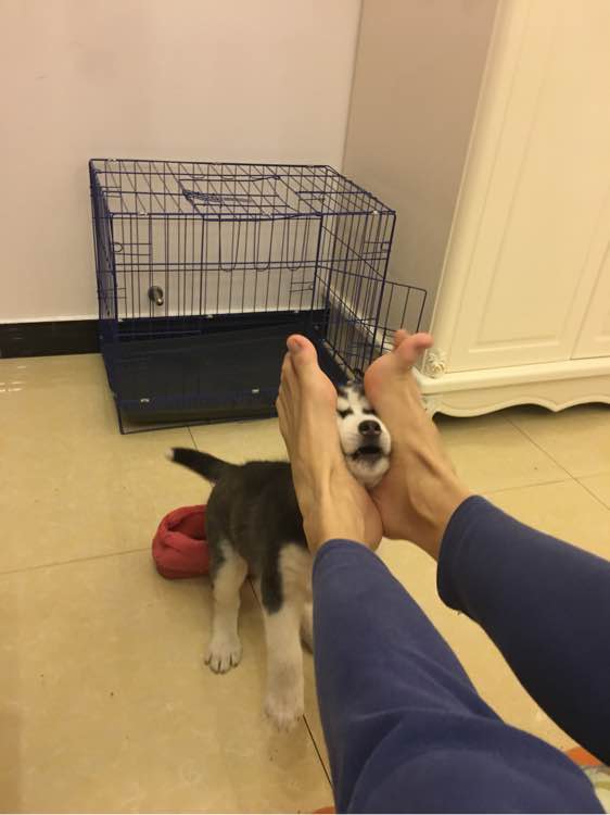 哈士奇的正确饲养方法有哪些,这才是哈士奇正确的打开方式