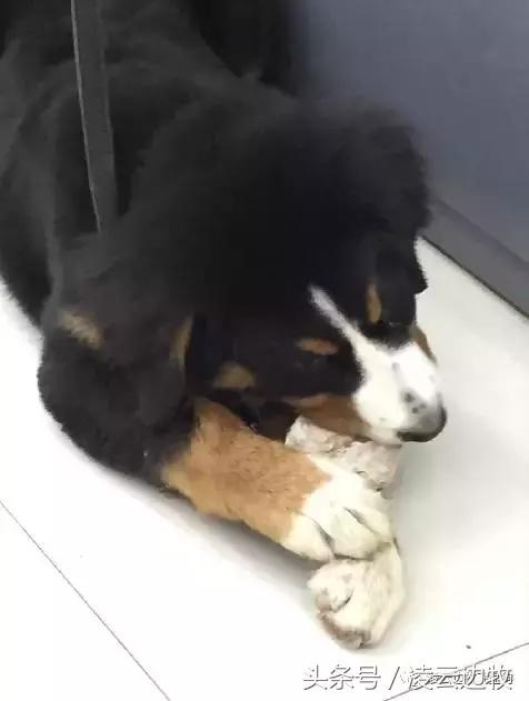 注意！骨头可以杀死狗！