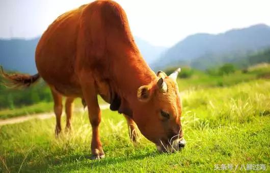 潮牛潮汕特色牛肉火锅怎么样,潮牛匠潮汕牛肉火锅里面有粉吗