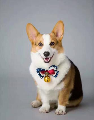 选择汪星人只看价格？真实经历告诉你为何不要贪便宜