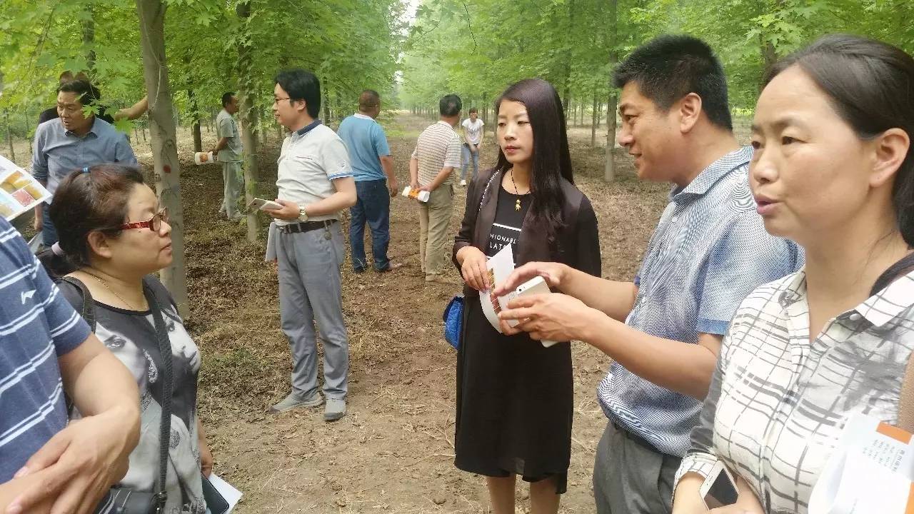 苗木那些事,山东苗木现状分析