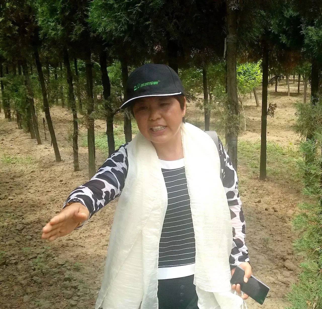 苗木那些事,山东苗木现状分析