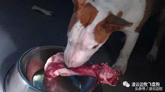 注意！骨头可以杀死狗！