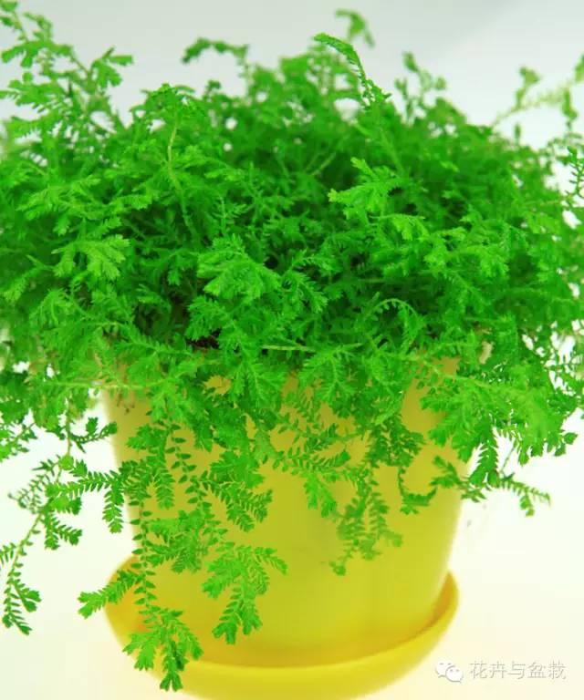适合盆栽的蕨类有哪些,盆栽蕨类植物养护注意事项
