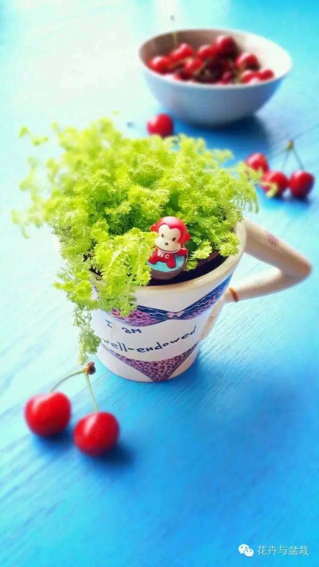 适合盆栽的蕨类有哪些,盆栽蕨类植物养护注意事项