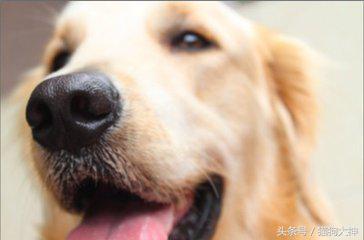 想养好狗狗应该看什么书,想养狗狗金毛