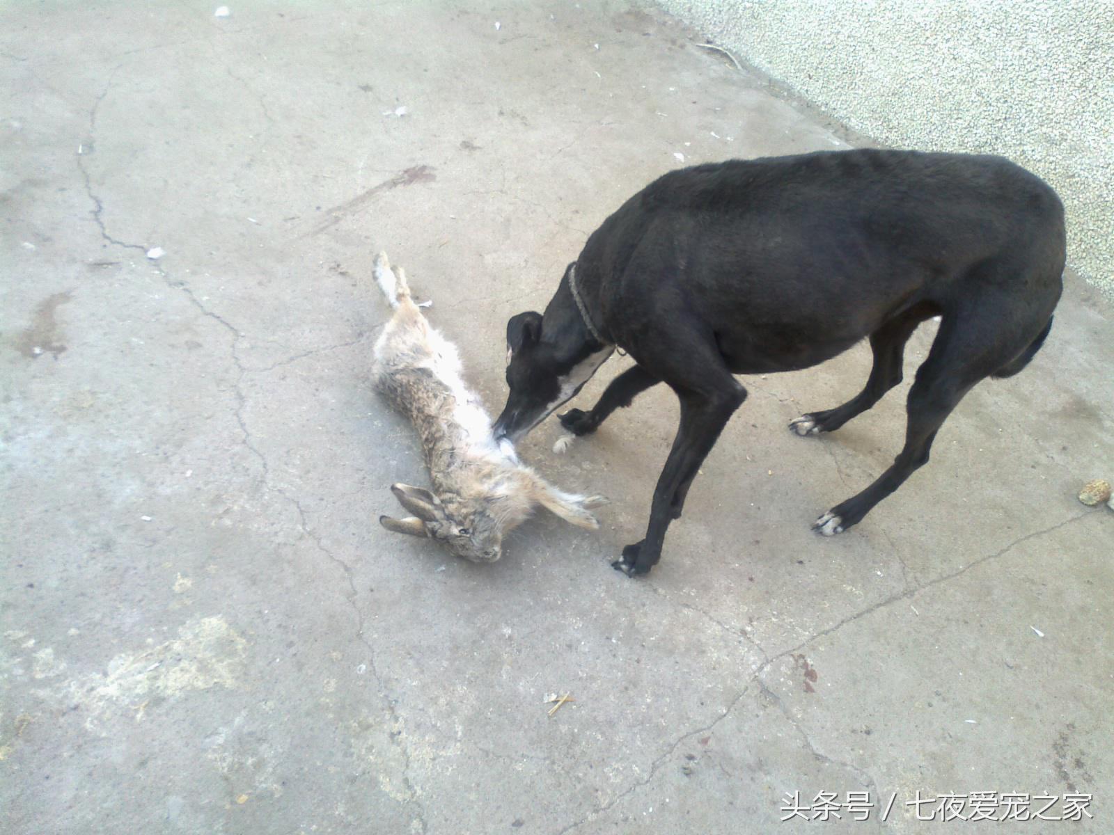 小土狗怎么训练猎犬,幼猎犬如何训练