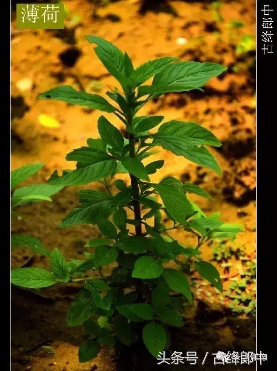 民间草药薄荷的作用,南方山林里的常见草药
